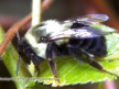 Biting & Stinging Insects