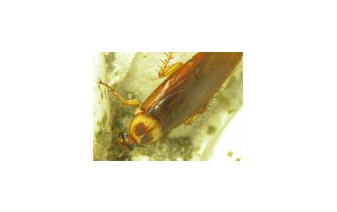 American Roaches