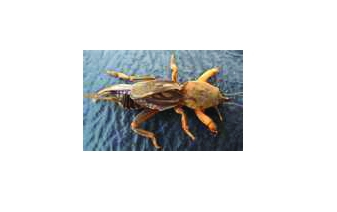 Mole Crickets